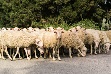 A curious sheep in the middle of the flock - obrazy, fototapety, plakaty