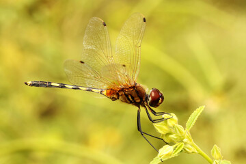 Long Legged Marsh Glider Dragonfly on flower, Trithemis pallidinervis, Hesaraghatta, Bangalore, Karnataka, India