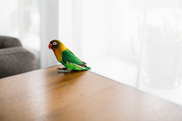 Colored parrot standing on the edge of the table.