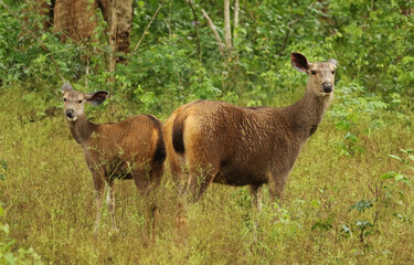 Two Sambhar Deers looking at camera, Rusa unicolor Nagarhole National Park, Karnataka, India