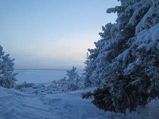 snow covered pine trees