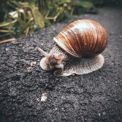 snail on the road