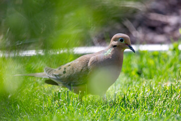 Dove Behind Bush