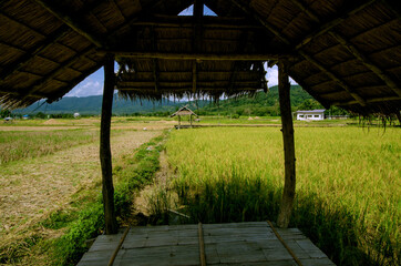 Relaxing pavilion beside the ridge in rice field
