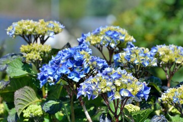 Fototapeta premium Beautiful hydrangea flowers on the pink granite coast of brittany in France