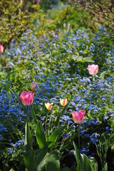 flowers in the garden