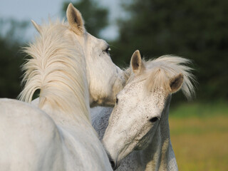Horse Mutual Grooming