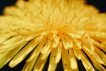 close-up of a yellow dandelion flower