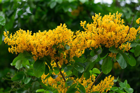 Pterocarpus indicus  yellow flower blooming in summer, in Thailand called Pradoo It is a large deciduous tree.