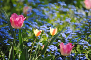 flowers in the garden
