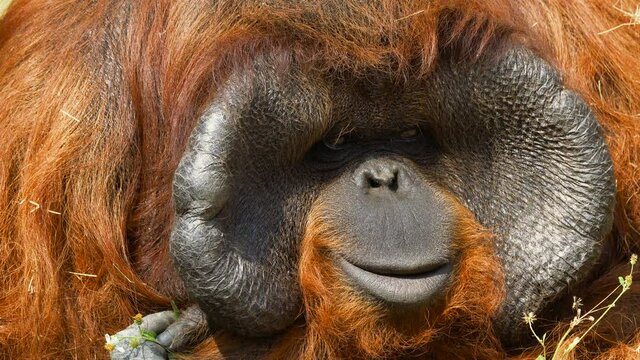 Close-up portrait of an adult male orangutan sitting under the tree and looking around. Wild nature stock footage.