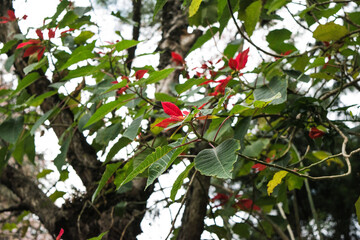 Different types of plant and trees in grassland of Kaziranga National Park, India.
