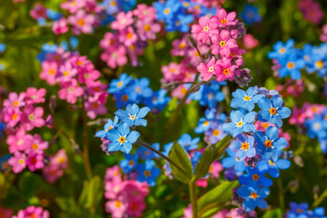 Pink and blue wood forget-me-not mixture. boys and girls sex symbols concept.   © Maria