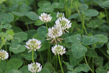 White flowers of Trifolium repens in a meadow