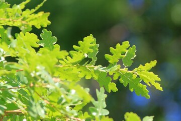 Quercus pedunculiflora oak branch with leaves