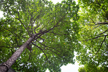 Big tree (Dipterocarpus Alatus) trunk and branch in low angle view. View of a tree crown from below.