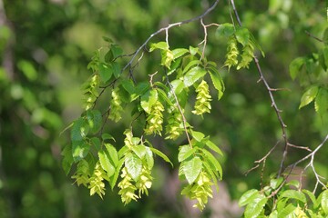 Carpinus branch with leaves and fruit