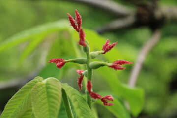 Spring flowering in a city forest park