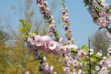 blooming cherry tree