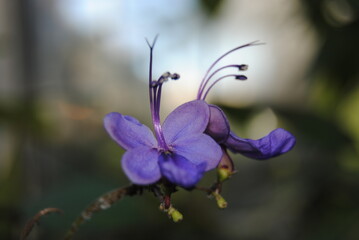 purple flowers