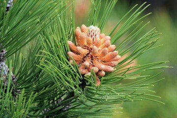 Branch of the Austrian pine (Pinus nigra)