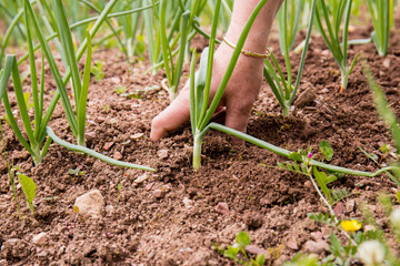 Young onions in the field. Tillage and hoeing. Naturally planted onions