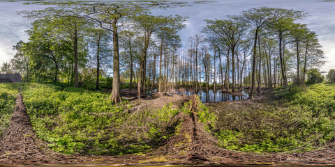 full seamless spherical hdri panorama 360 degrees angle view among tall trees forest in water of swamp in equirectangular projection, ready VR AR virtual reality content