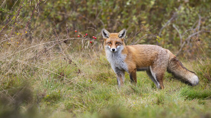 Naklejka na ściany i meble Alert red fox, vulpes vulpes, standing in front of rosehip bush with red fruits and looking in autumn. Attentive mammal with long orange fur and on autumnal meadow from low angle.