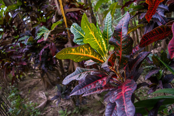 Fototapeta premium Different types of plant and trees in grassland of Kaziranga National Park, India. 