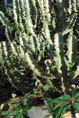 close up of cactus