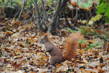 squirrel in the park