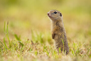 Naklejka na ściany i meble Interested sousilk standing erected in vertical position on pasture. European ground squirrel, spermophilus citellus, in green grass from side view with copy space.
