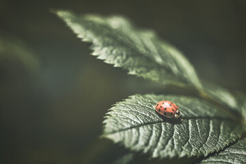Ein roter Marienkäfer auf einem grünen Blatt