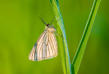 beautiful butterfly on a plant in nature