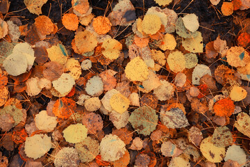 fallen leaves autumn abstract background, yellow leaves, october in the park, seasonal design