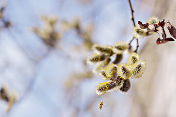 Willow branch with budding buds. A bee flies to collect pollen in the spring