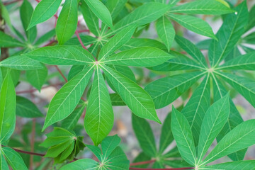 Group fresh green leaves of cassava trees in fram agriculture close-up.