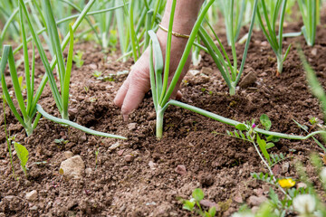 Young onions in the field. Tillage and hoeing. Naturally planted onions