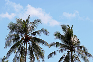 Fototapeta na wymiar Coconut palm trees with coconuts on background of blue sky and white clouds. Tropical beach, background for relax and vacation