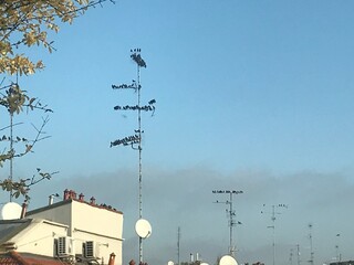 Uccelli sull'antenna