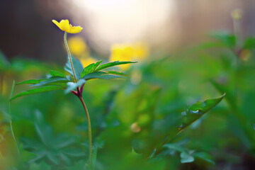 buttercups flowers background / abstract background seasonal, spring, summer, nature flower, yellow wild flowers