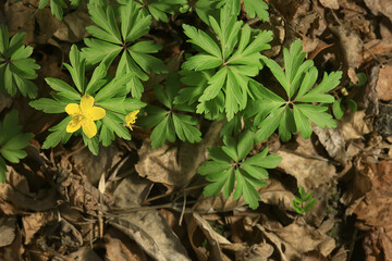 buttercups flowers background / abstract background seasonal, spring, summer, nature flower, yellow wild flowers