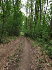 path in the forest