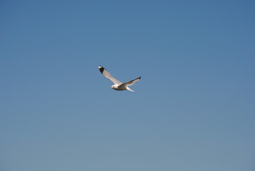 seagull in flight