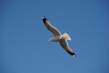 seagull in the sky