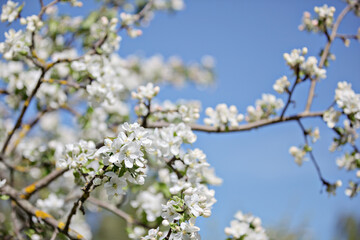 Apple trees in bloom on a clear day. Blue sky