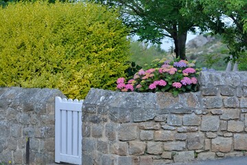 Fototapeta na wymiar Beautiful hydrangea flowers on the pink granite coast of brittany in France