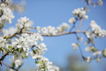 Apple trees in bloom on a clear day. Blue sky