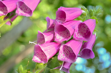 Digitalis, flower in the garden