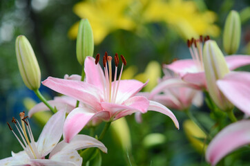 Obraz premium Blooming lily on a green background